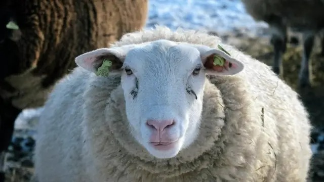 Giải mã bí ẩn đàn cừu đi vòng tròn liên tục hơn mười ngày không nghỉ - Ảnh 2.