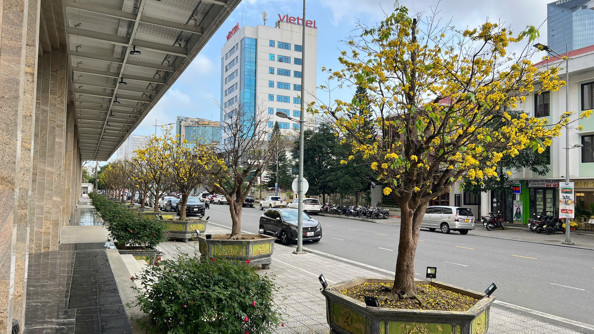 Ngỡ ngàng phố mai vàng ở giao lộ sầm uất bậc nhất xứ Huế - Ảnh 2.