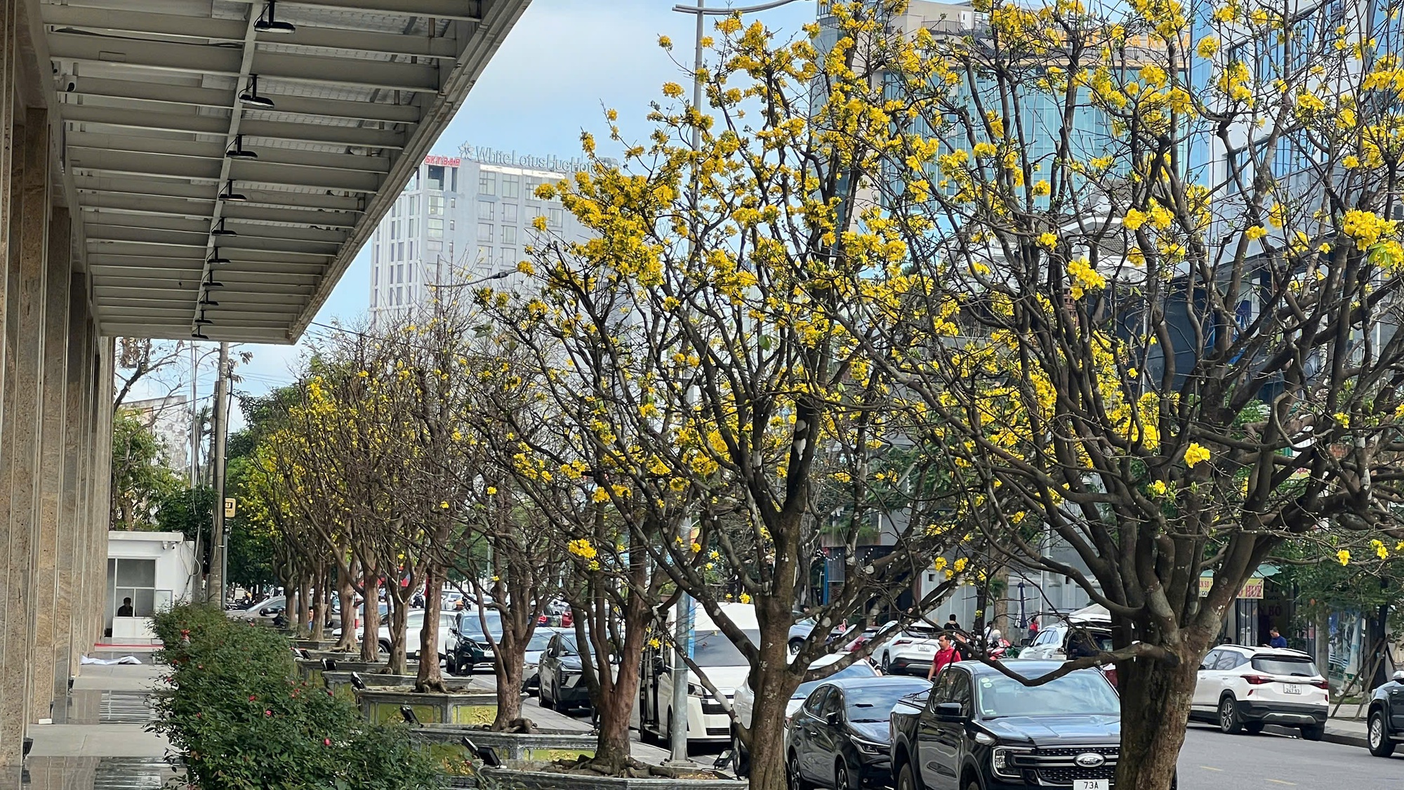 Ngỡ ngàng phố mai vàng ở giao lộ sầm uất bậc nhất xứ Huế - Ảnh 5.