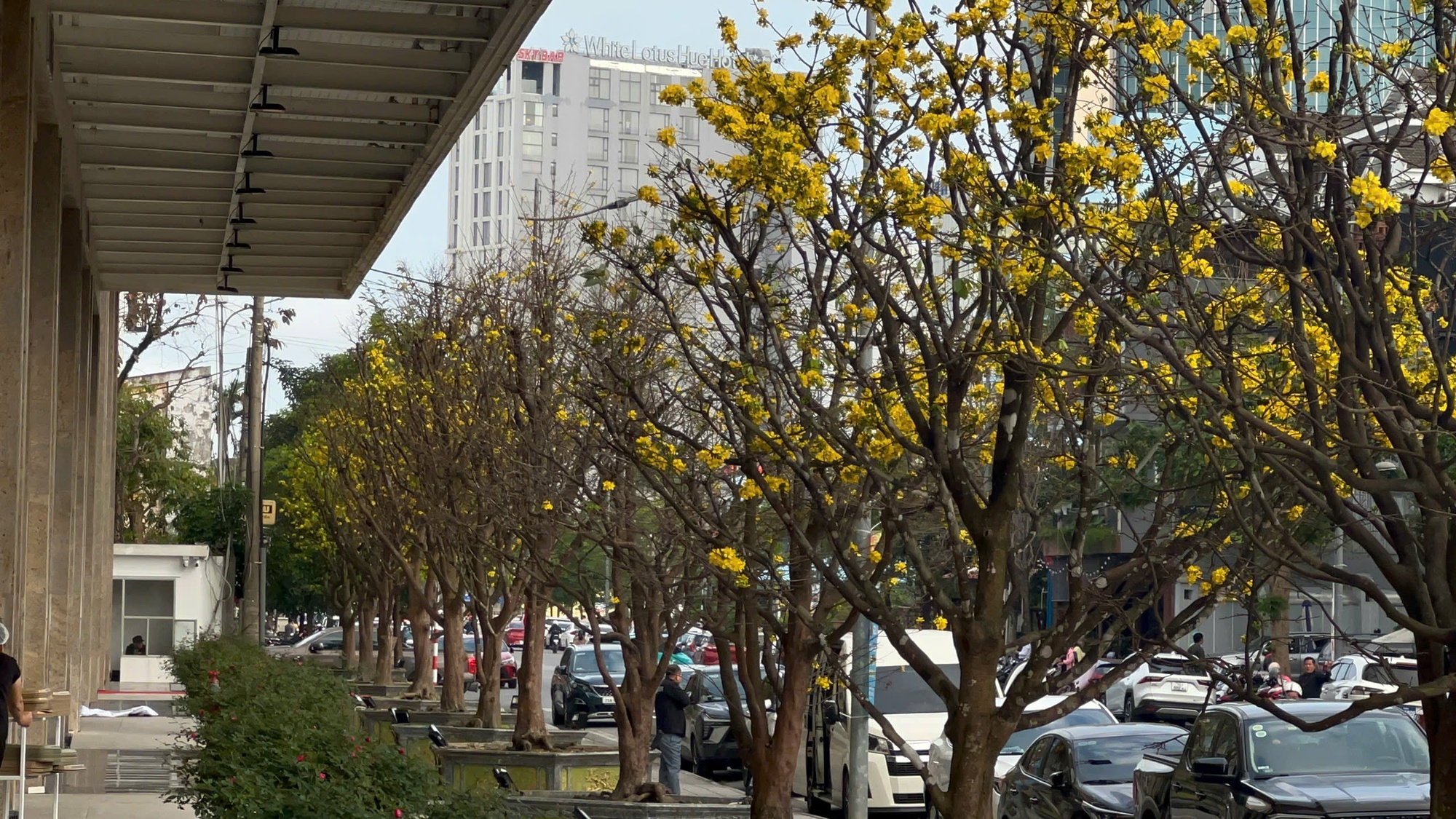 Ngỡ ngàng phố mai vàng ở giao lộ sầm uất bậc nhất xứ Huế - Ảnh 3.