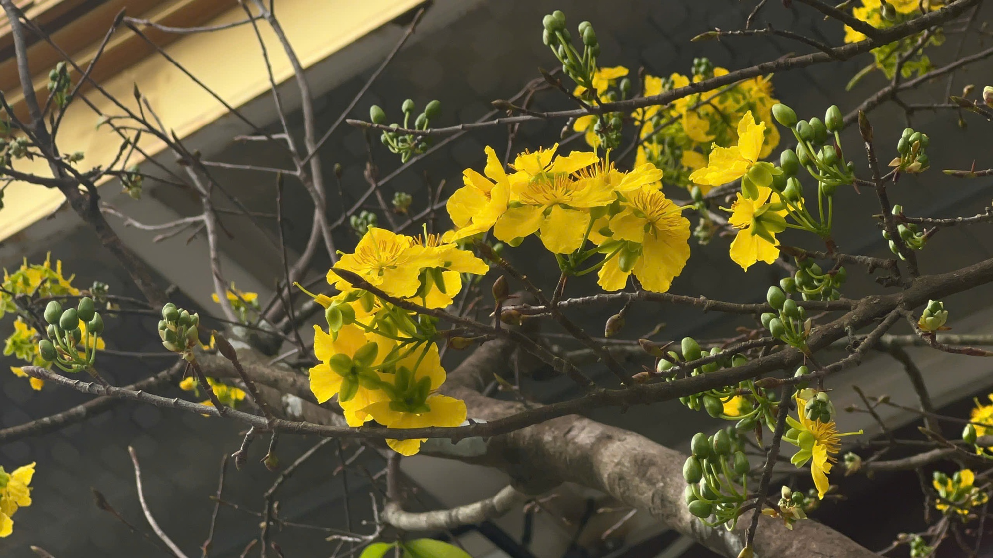 Ngỡ ngàng phố mai vàng ở giao lộ sầm uất bậc nhất xứ Huế - Ảnh 6.