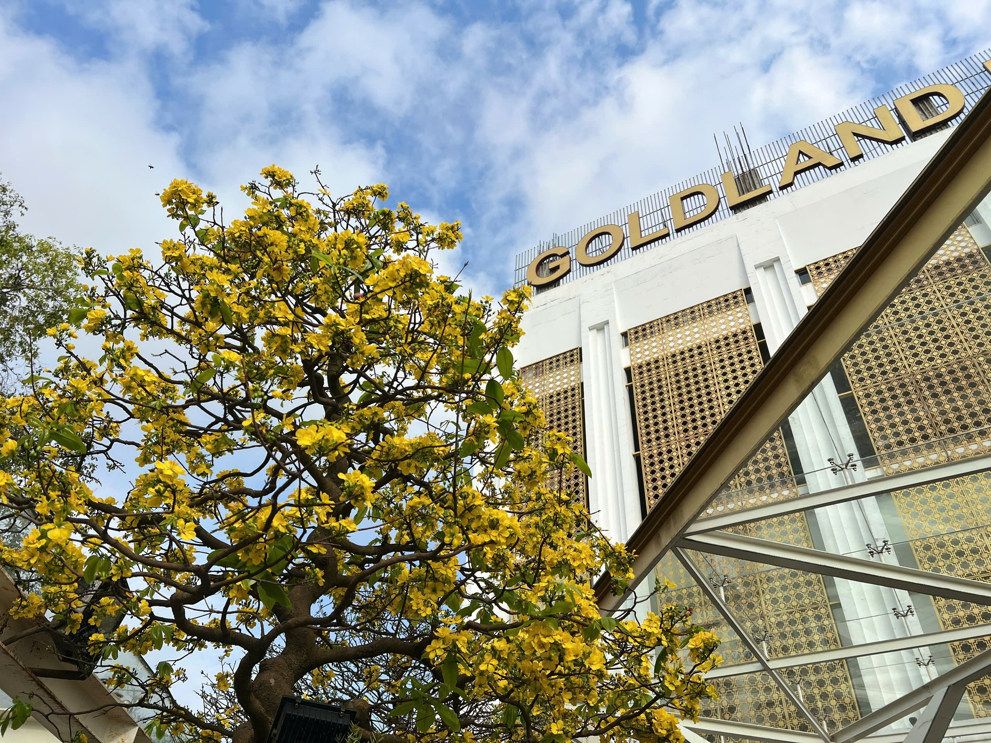 Ngỡ ngàng phố mai vàng ở giao lộ sầm uất bậc nhất xứ Huế - Ảnh 14.