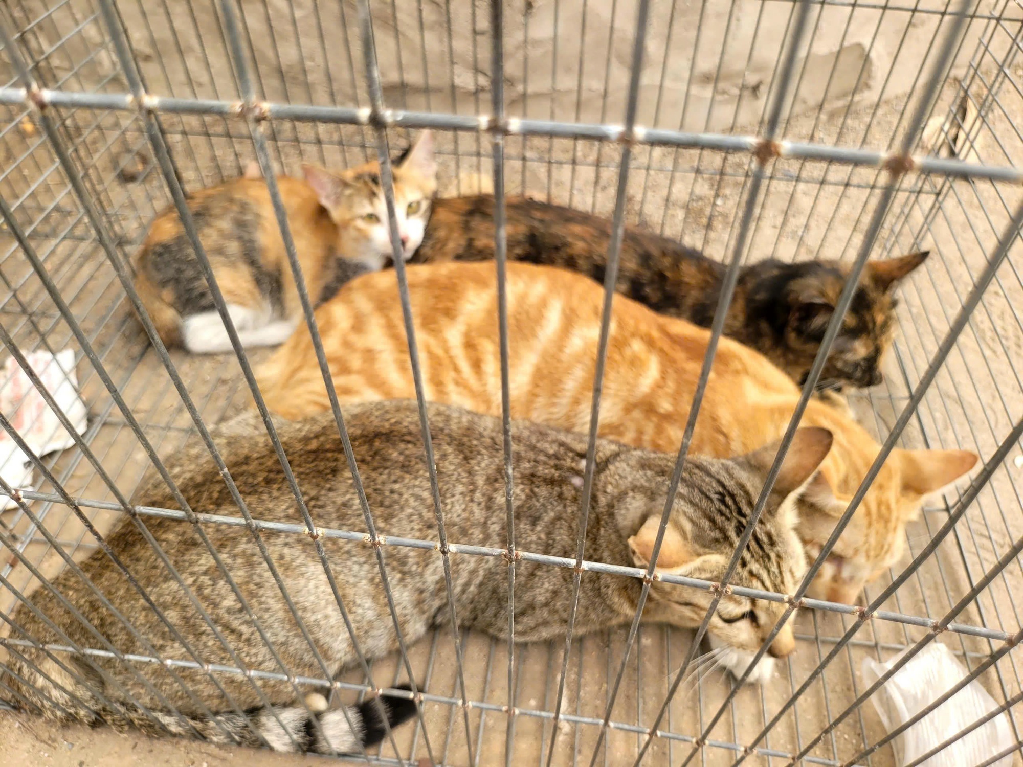 Công an TPHCM bắt nhóm trộm mèo , điều tra vụ án nghiêm trọng năm 2026 - Ảnh 2.