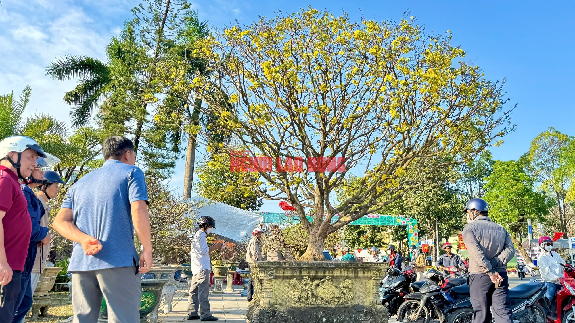 Cây mai 60 năm tuổi tại Quảng Ngãi được trả giá hơn 1 tỉ đồng nhưng chưa bán - Ảnh 1.