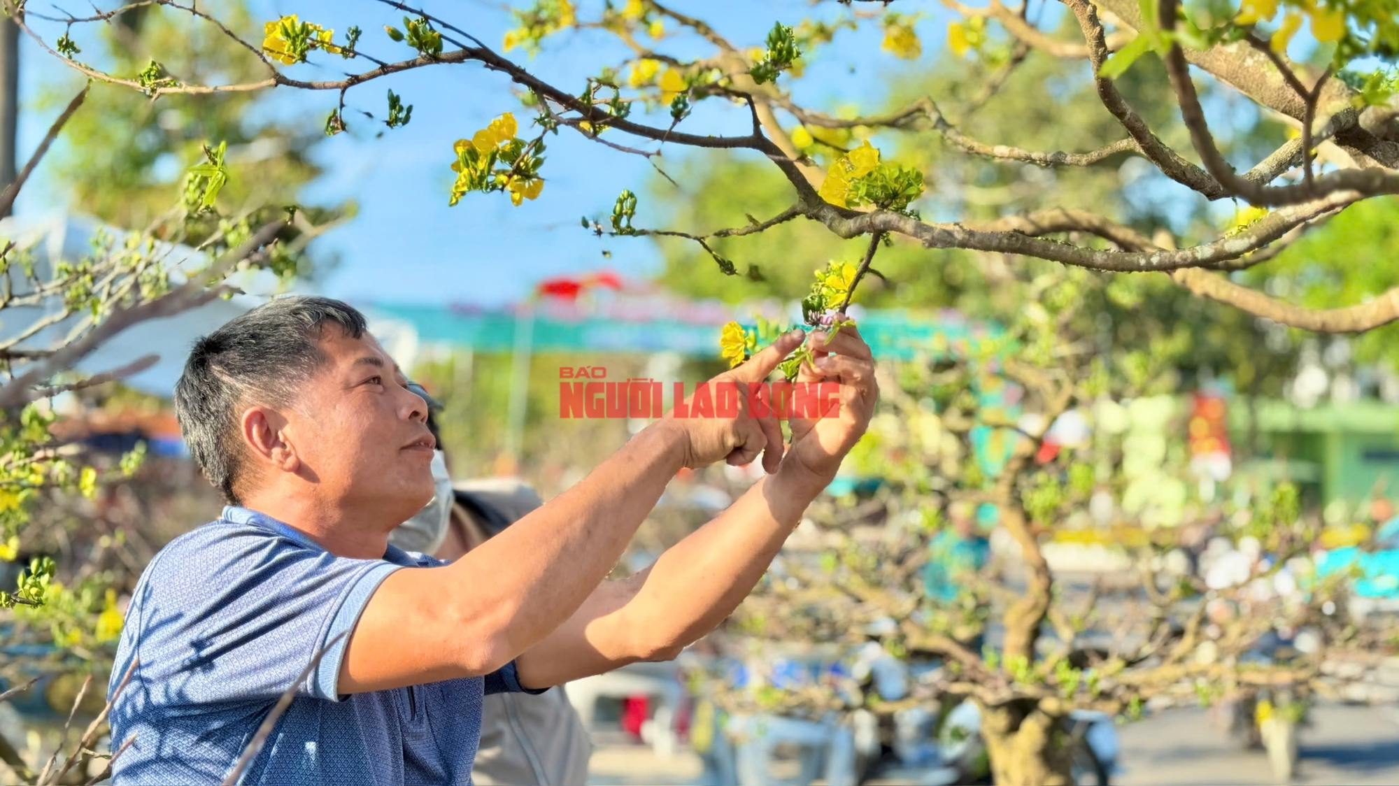 Cây mai 60 năm tuổi tại Quảng Ngãi được trả giá hơn 1 tỉ đồng nhưng chưa bán - Ảnh 2.
