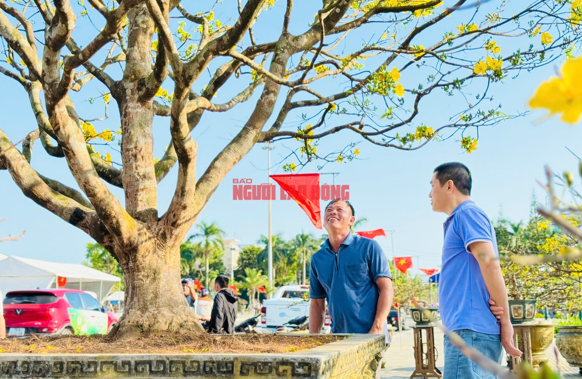 Cây mai 60 năm tuổi tại Quảng Ngãi được trả giá hơn 1 tỉ đồng nhưng chưa bán - Ảnh 3.