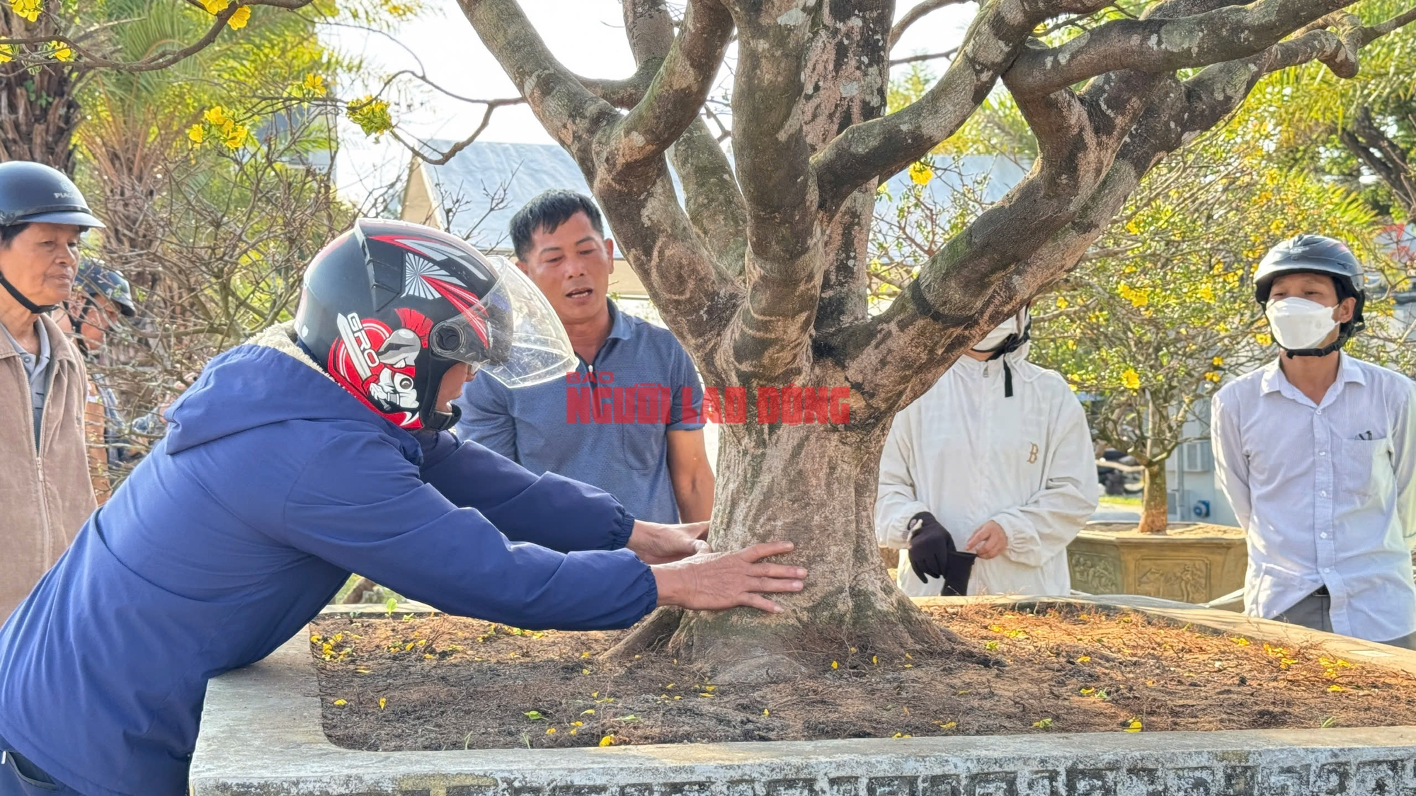 Cây mai 60 năm tuổi tại Quảng Ngãi được trả giá hơn 1 tỉ đồng nhưng chưa bán - Ảnh 4.