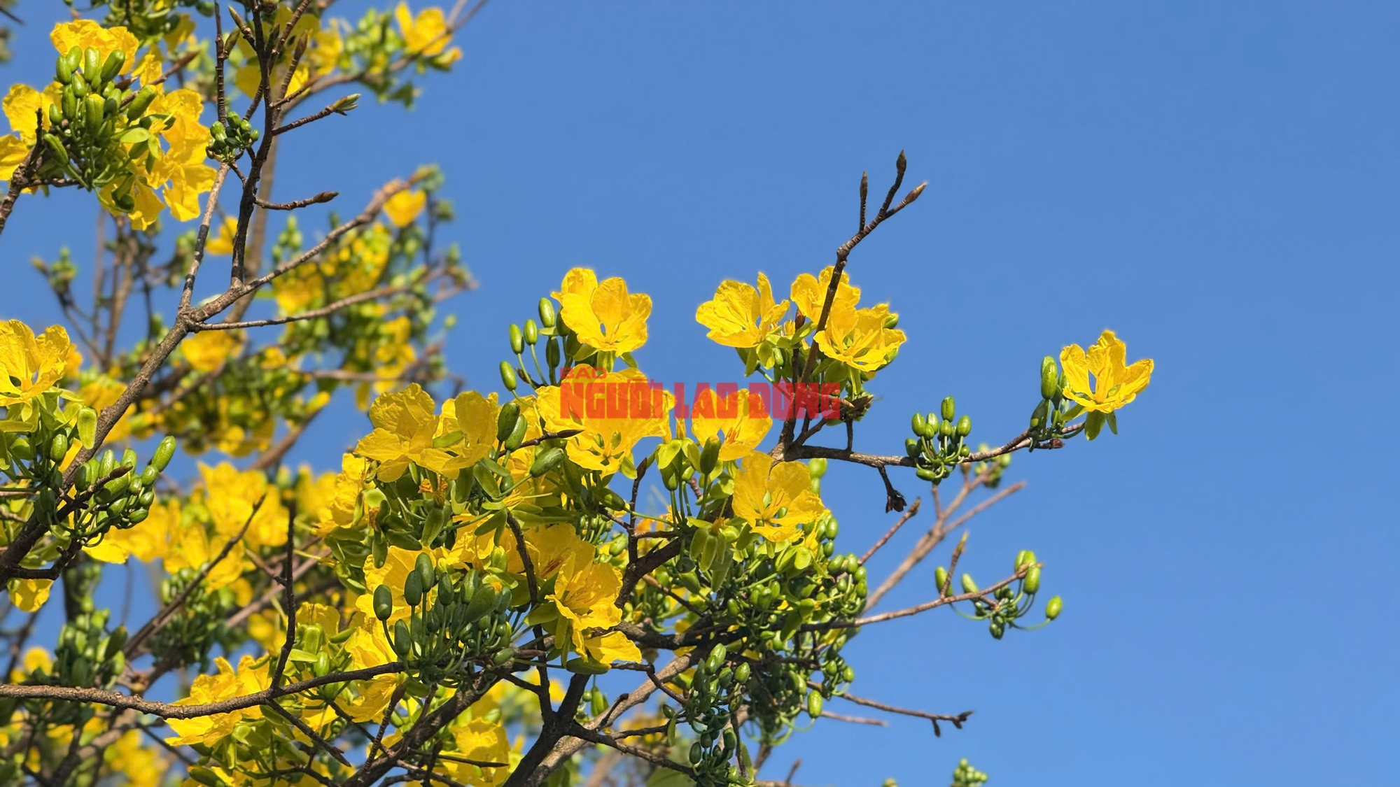 Cây mai 60 năm tuổi tại Quảng Ngãi được trả giá hơn 1 tỉ đồng nhưng chưa bán - Ảnh 5.