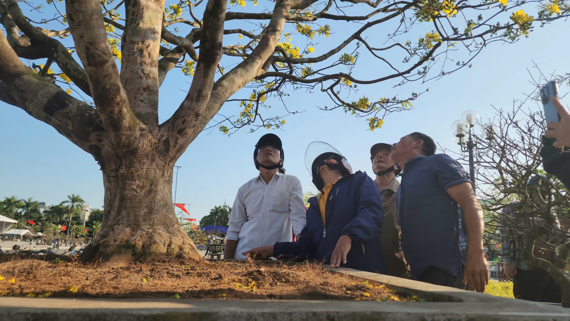 Cây mai 60 năm tuổi tại Quảng Ngãi được trả giá hơn 1 tỉ đồng nhưng chưa bán - Ảnh 6.