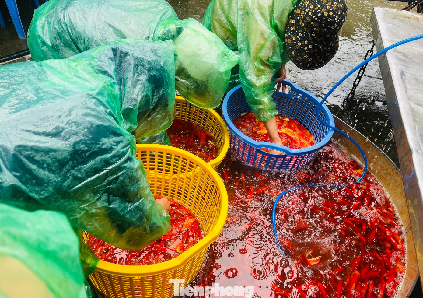 Cá chép tiễn ông Công ông Táo 2026: Giá giảm , chợ Yên Sở vắng tanh