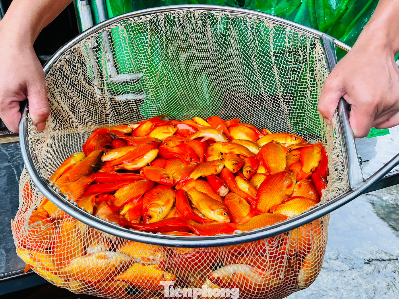 Cá chép tiễn ông Công ông Táo 2026: Giá giảm , chợ Yên Sở vắng tanh