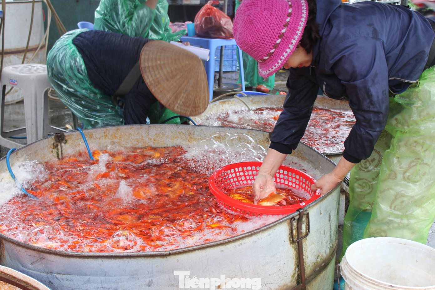 Cá chép tiễn ông Công ông Táo 2026: Giá giảm , chợ Yên Sở vắng tanh
