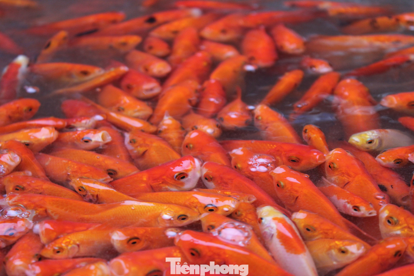 Cá chép tiễn ông Công ông Táo 2026: Giá giảm , chợ Yên Sở vắng tanh