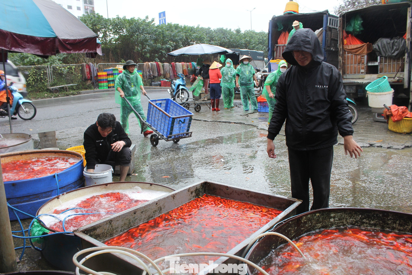 Cá chép tiễn ông Công ông Táo 2026: Giá giảm , chợ Yên Sở vắng tanh