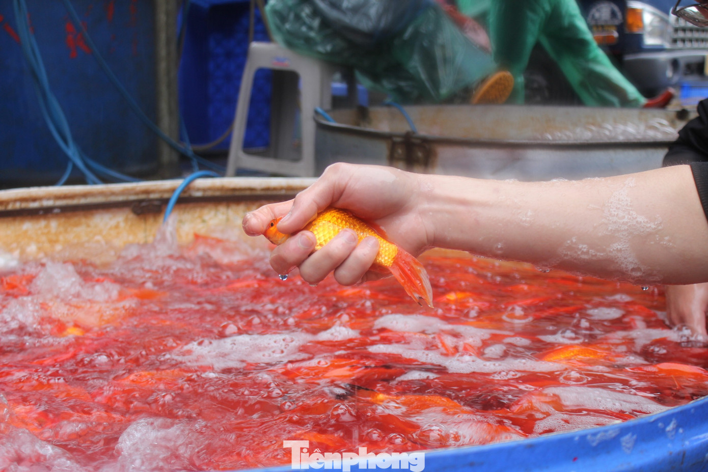 Cá chép tiễn ông Công ông Táo 2026: Giá giảm , chợ Yên Sở vắng tanh