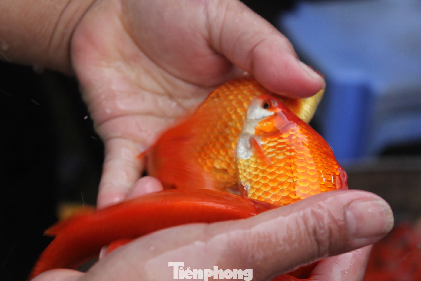 Cá chép tiễn ông Công ông Táo 2026: Giá giảm , chợ Yên Sở vắng tanh