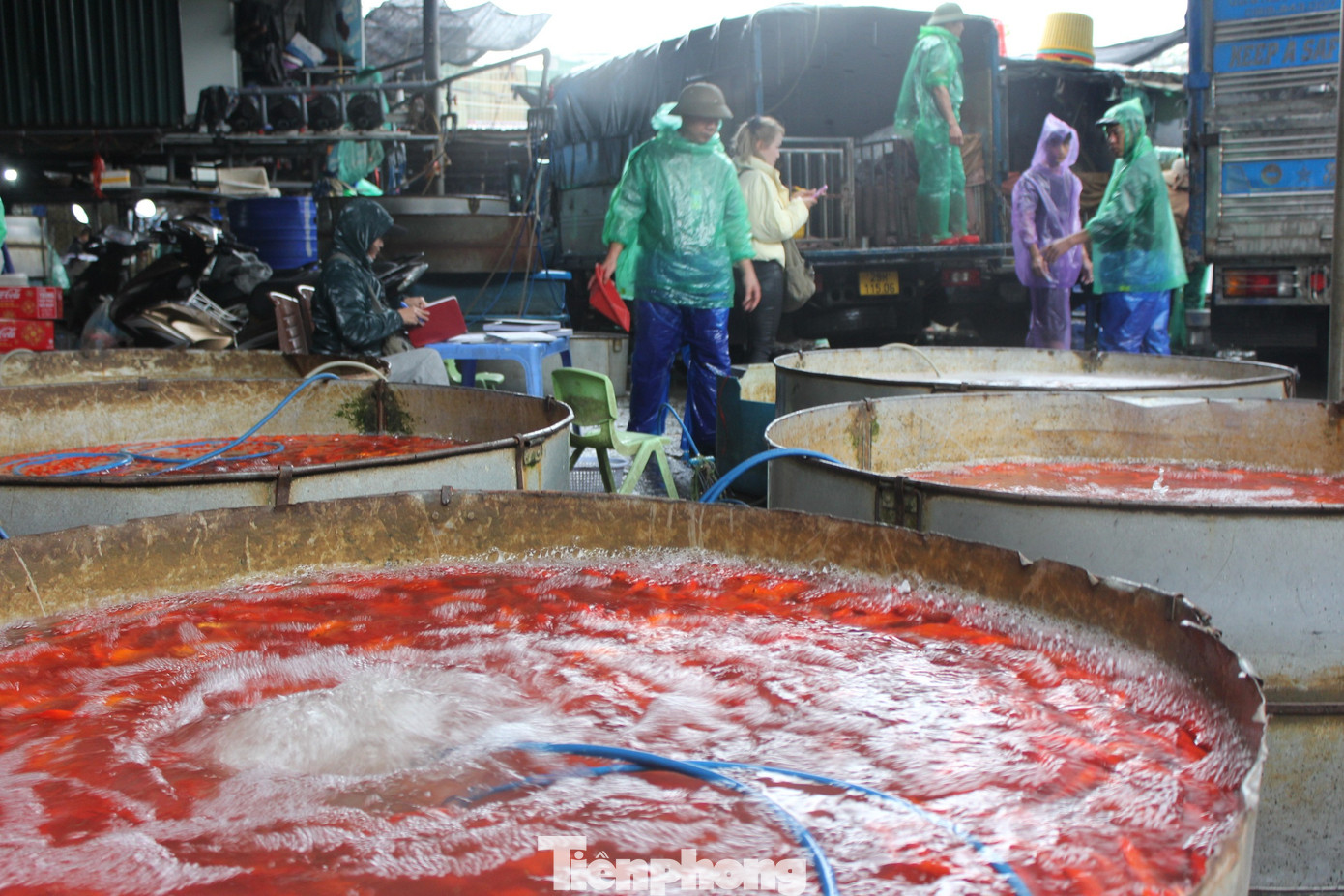 Cá chép tiễn ông Công ông Táo 2026: Giá giảm , chợ Yên Sở vắng tanh