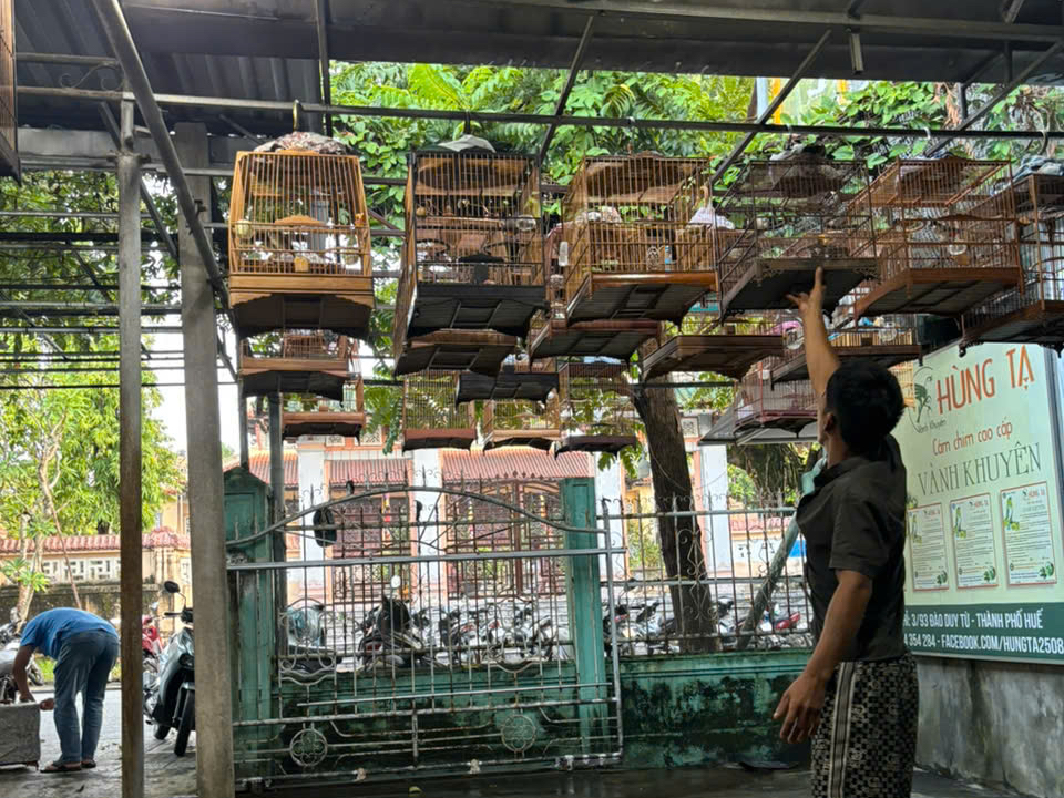 Nuôi chim cảnh hợp pháp tại Huế: Những Điều cần biết và quy định mới năm 2026 - Ảnh 1.