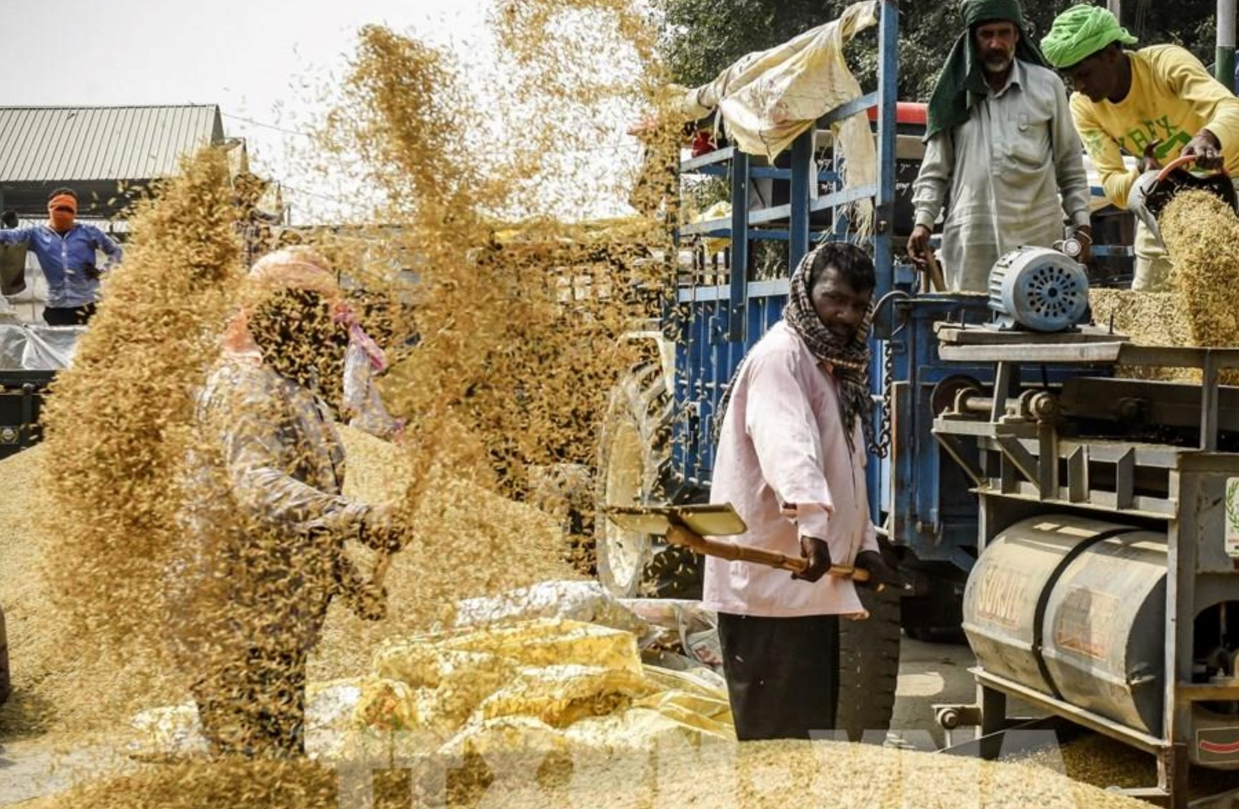 Sản xuất gạo Ấn Độ đạt 150 triệu tấn , vượt Trung Quốc thành nhà cung cấp số 1 thế giới - Ảnh 1.