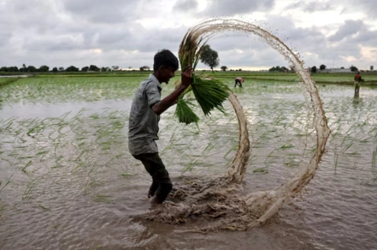 Sản xuất gạo Ấn Độ đạt 150 triệu tấn , vượt Trung Quốc thành nhà cung cấp số 1 thế giới - Ảnh 2.