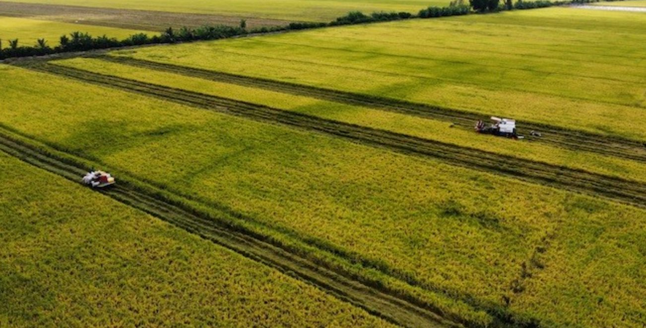 Sản xuất gạo Ấn Độ đạt 150 triệu tấn , vượt Trung Quốc thành nhà cung cấp số 1 thế giới - Ảnh 3.