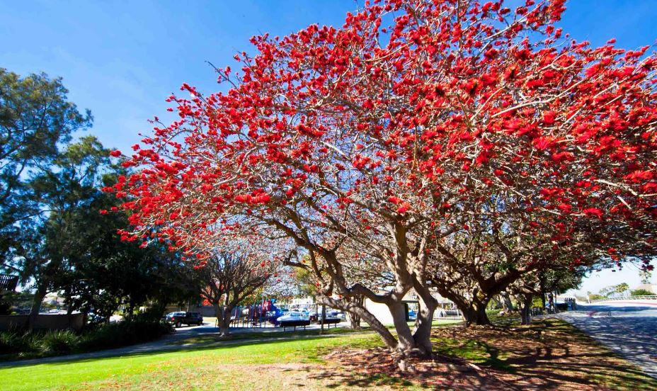 3 loại cȃy trṑng trong sȃn nhà sẽ cản tài lộc- Ảnh 1.