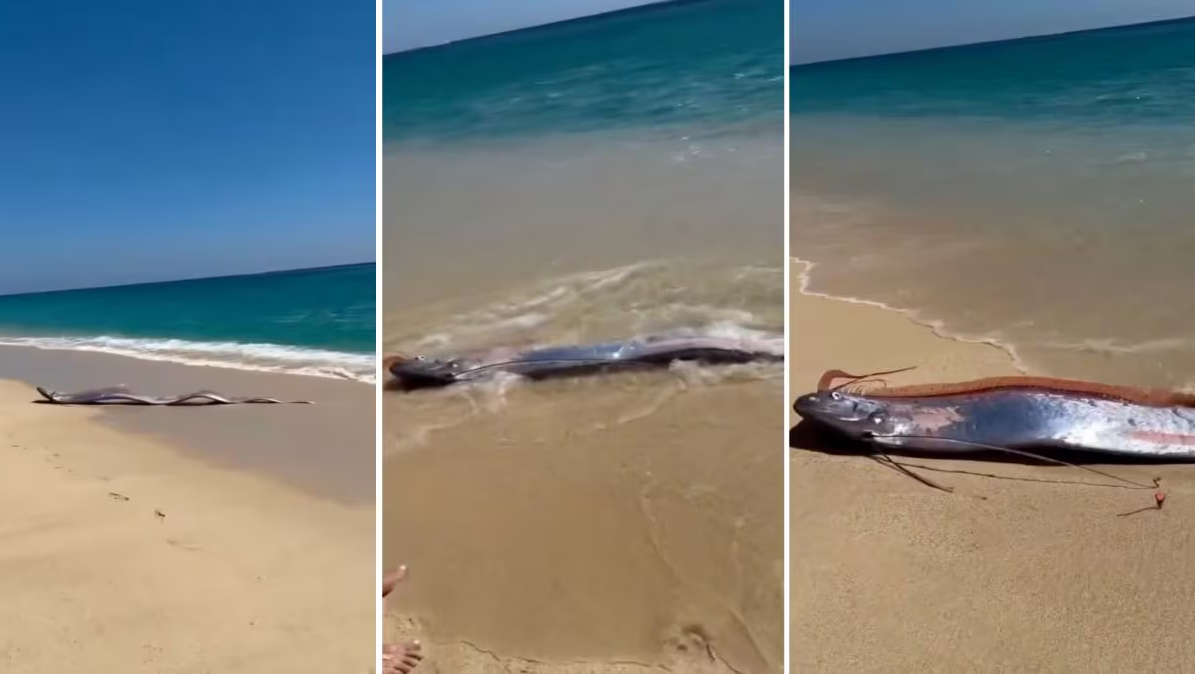 Sinh vật biển sâu dài 9m sống ở độ sâu 1.000m bất ngờ xuất hiện trên bãi biển, nhiều người lo lắng - Ảnh 1.