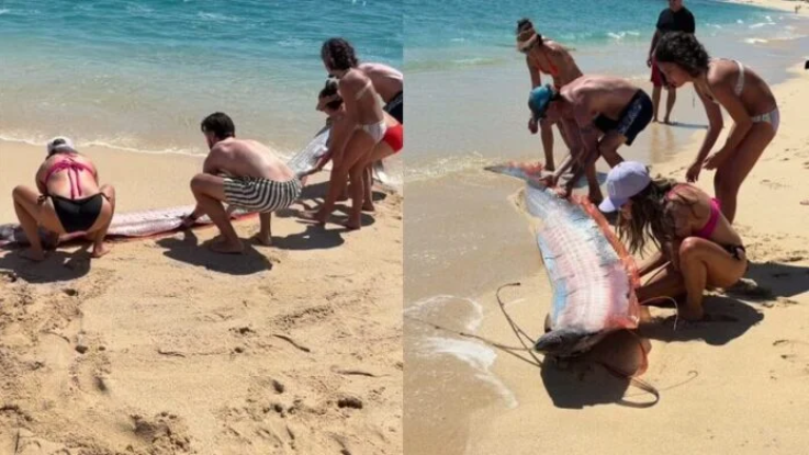 Sinh vật biển sâu dài 9m sống ở độ sâu 1.000m bất ngờ xuất hiện trên bãi biển, nhiều người lo lắng - Ảnh 3.