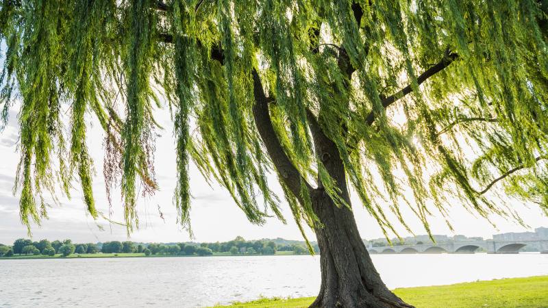 3 loại cȃy trṑng trong sȃn nhà sẽ cản tài lộc- Ảnh 2.