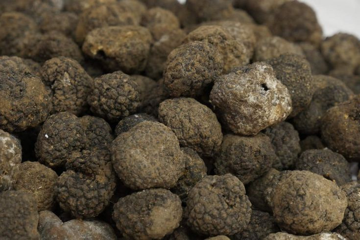 Nấm Truffle trắng: Kho báu 3 tỷ đồng có hương vị độc đáo trong ẩm thực - Ảnh 8.