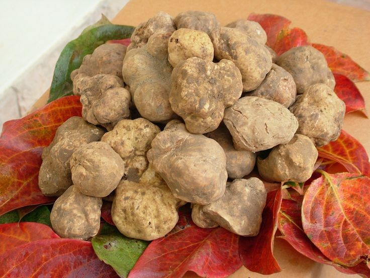 Nấm Truffle trắng: Kho báu 3 tỷ đồng có hương vị độc đáo trong ẩm thực - Ảnh 7.