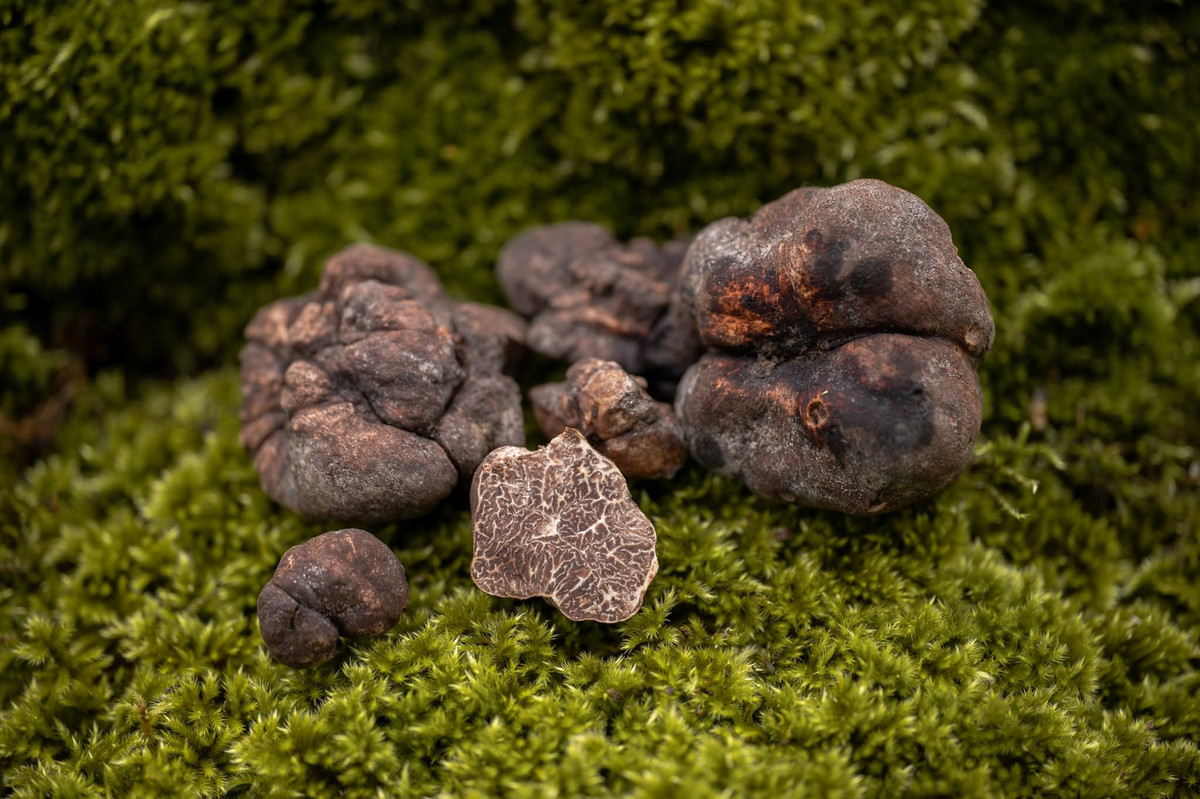 Nấm Truffle trắng: Kho báu 3 tỷ đồng có hương vị độc đáo trong ẩm thực - Ảnh 6.