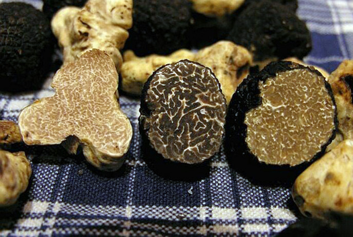 Nấm Truffle trắng: Kho báu 3 tỷ đồng có hương vị độc đáo trong ẩm thực - Ảnh 1.