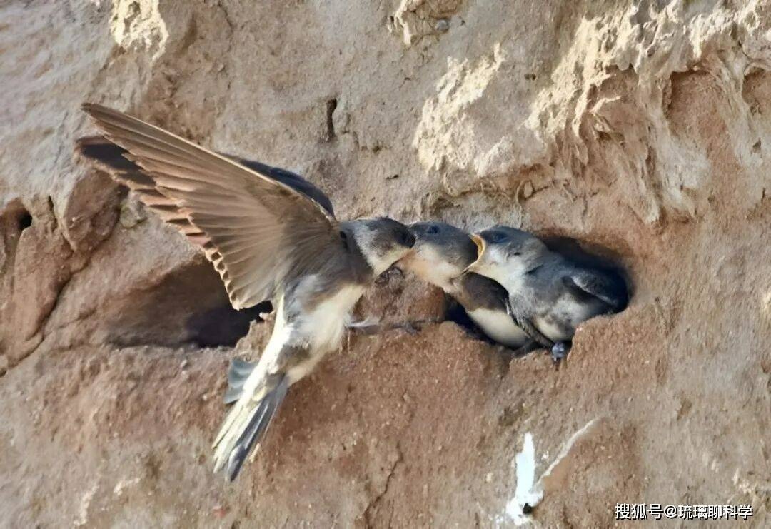 Bí ẩn loài chim bay suốt mười tháng không hạ cánh: Ăn ngủ trên trời nhưng vẫn sinh con bình thường - Ảnh 3.