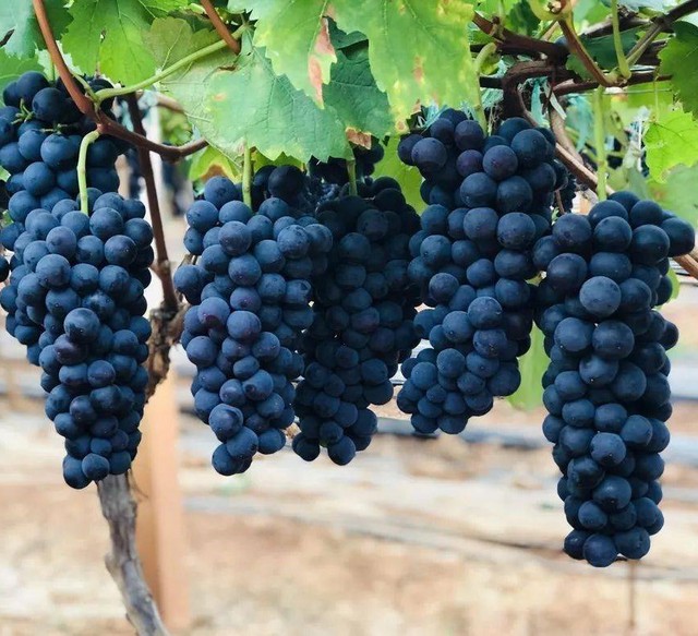 3 Lọai quả bổ khí huyết cho phụ nữ: Giải pháp làm đẹp tự nhiên tại chợ Việt - Ảnh 3. 3 Lọai quả bổ khí huyết cho phụ nữ: Giải pháp làm đẹp tự nhiên tại chợ Việt - Ảnh 3.