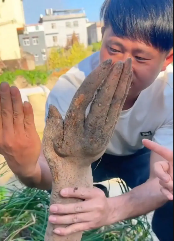 Đào được nguyên "bàn tay" trong vườn nhà, cụ ông hốt hoảng khi có người trả tới 28 triệu đồng để sở hữu - Ảnh 3.