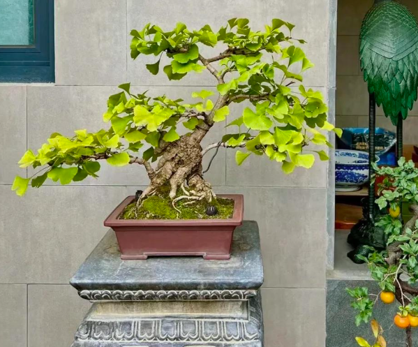 5 loài cây sống lâu hơn cả người, càng già càng lộ ra sự quý giá, bảo vệ gia đình, giữ lộc 3 đời con cháu- Ảnh 4.