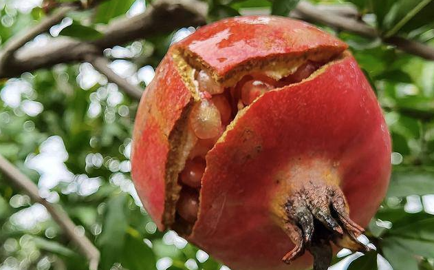 5 loài cây sống lâu hơn cả người, càng già càng lộ ra sự quý giá, bảo vệ gia đình, giữ lộc 3 đời con cháu- Ảnh 6.