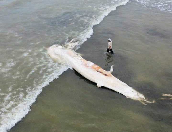 Xác cá voi dài gần 10 m dạt vào bờ biển - Ảnh 1.