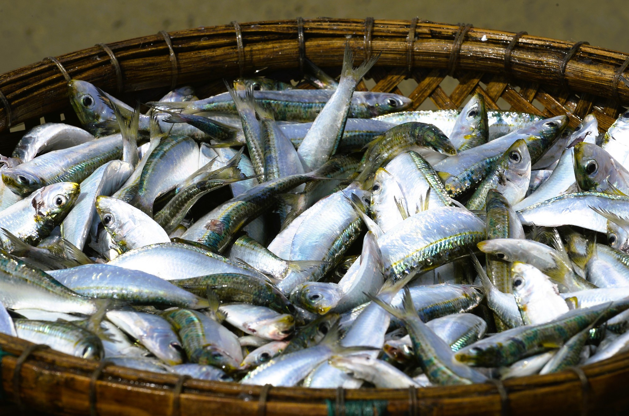 Ngư dân Thanh Hóa kiếm tiền triệu mỗi ngày mùa cá trích - Ảnh 6.