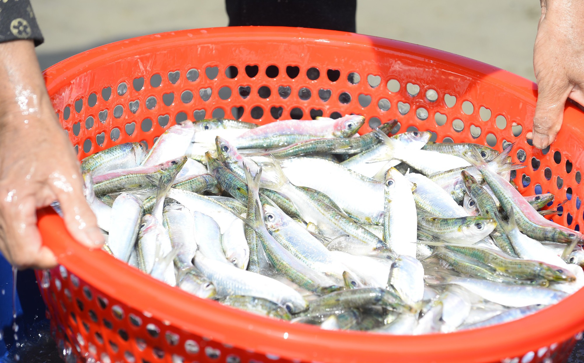 Ngư dân Thanh Hóa kiếm tiền triệu mỗi ngày mùa cá trích - Ảnh 9.