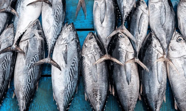 Loại cá người Việt thường xuyên ăn được ví như "vàng mềm của biển cả", giàu omega-3 giúp bồi bổ tim mạch, tốt cho não bộ và cơ bắp - Ảnh 2.
