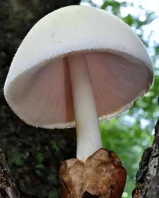 Những thực phẩm độc hại đe dọa sức khỏe không thể giải độc dù nấu ở 120 độ C - Ảnh 4. Những thực phẩm độc hại đe dọa sức khỏe không thể giải độc dù nấu ở 120 độ C - Ảnh 4.