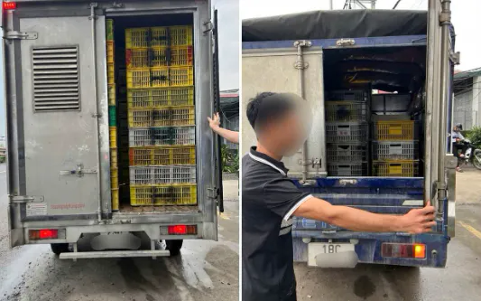Phát hiện 4 xe tải vận chuyển hàng nghìn con gia cầm giống vi phạm quy định thú y - Ảnh 1.