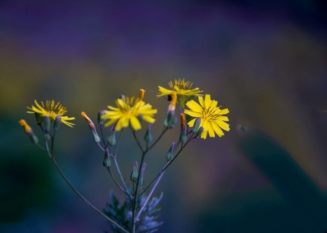 Tảo mộ Thanh Minh: 4 Câu nói giúp sống an yên hơn bên người đã khuất - Ảnh 2. Tảo mộ Thanh Minh: 4 Câu nói giúp sống an yên hơn bên người đã khuất - Ảnh 2.