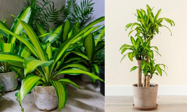 3 loại cây giúp tâm trạng tốt lên từng ngày: Biết trồng còn khỏe “toàn thân” - Ảnh 2.