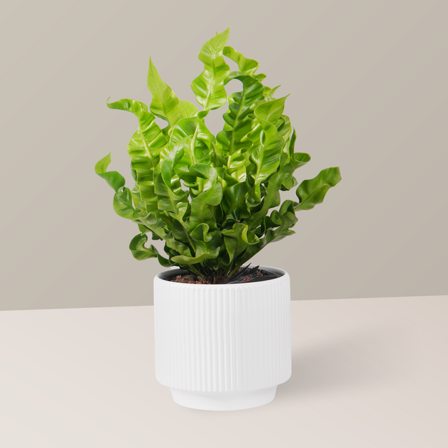 3 loại cây giúp tâm trạng tốt lên từng ngày: Biết trồng còn khỏe “toàn thân” - Ảnh 3.