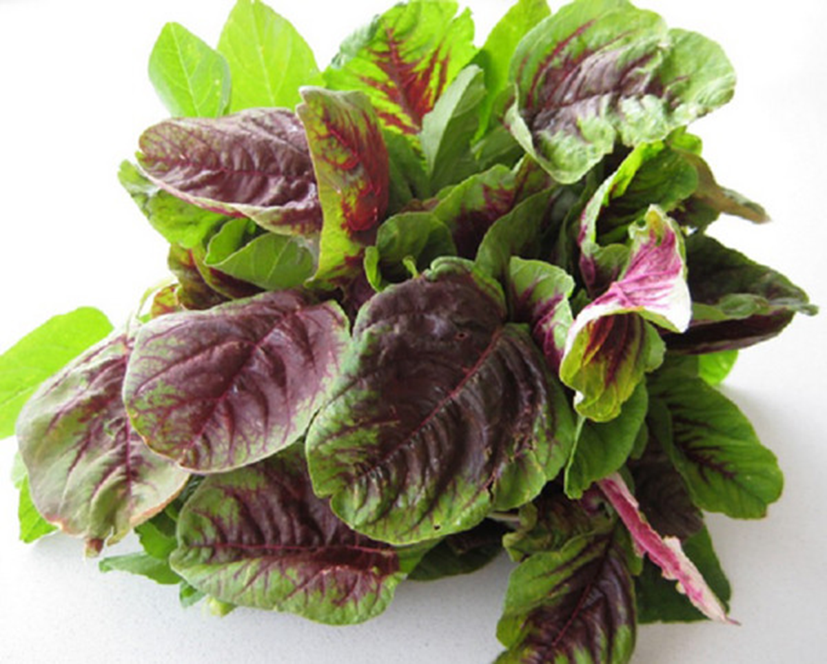 Loại rau bổ ngang thịt bò, trời Tây quý như "vàng" không ngờ mọc đầy Việt Nam - Ảnh 3.