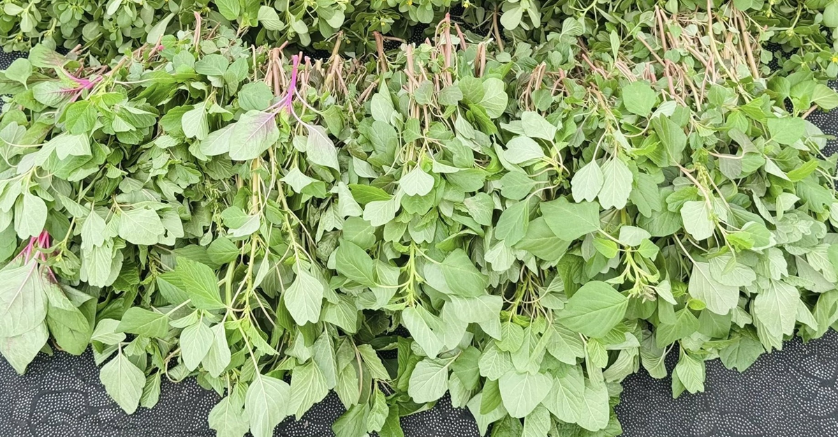 Loại rau bổ ngang thịt bò, trời Tây quý như "vàng" không ngờ mọc đầy Việt Nam - Ảnh 2.