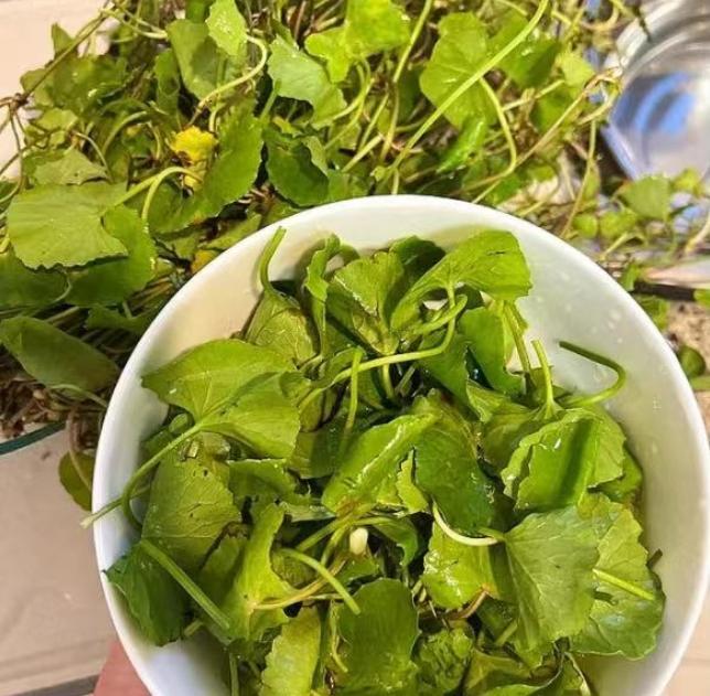 4 Món ăn thanh nhiệt cơ thể từ rau má giúp bổ gan và cải thiện thị lực - Ảnh 12. 4 Món ăn thanh nhiệt cơ thể từ rau má giúp bổ gan và cải thiện thị lực - Ảnh 12.